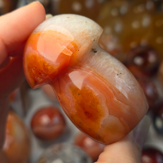 Carnelian Mushroom 🍄
